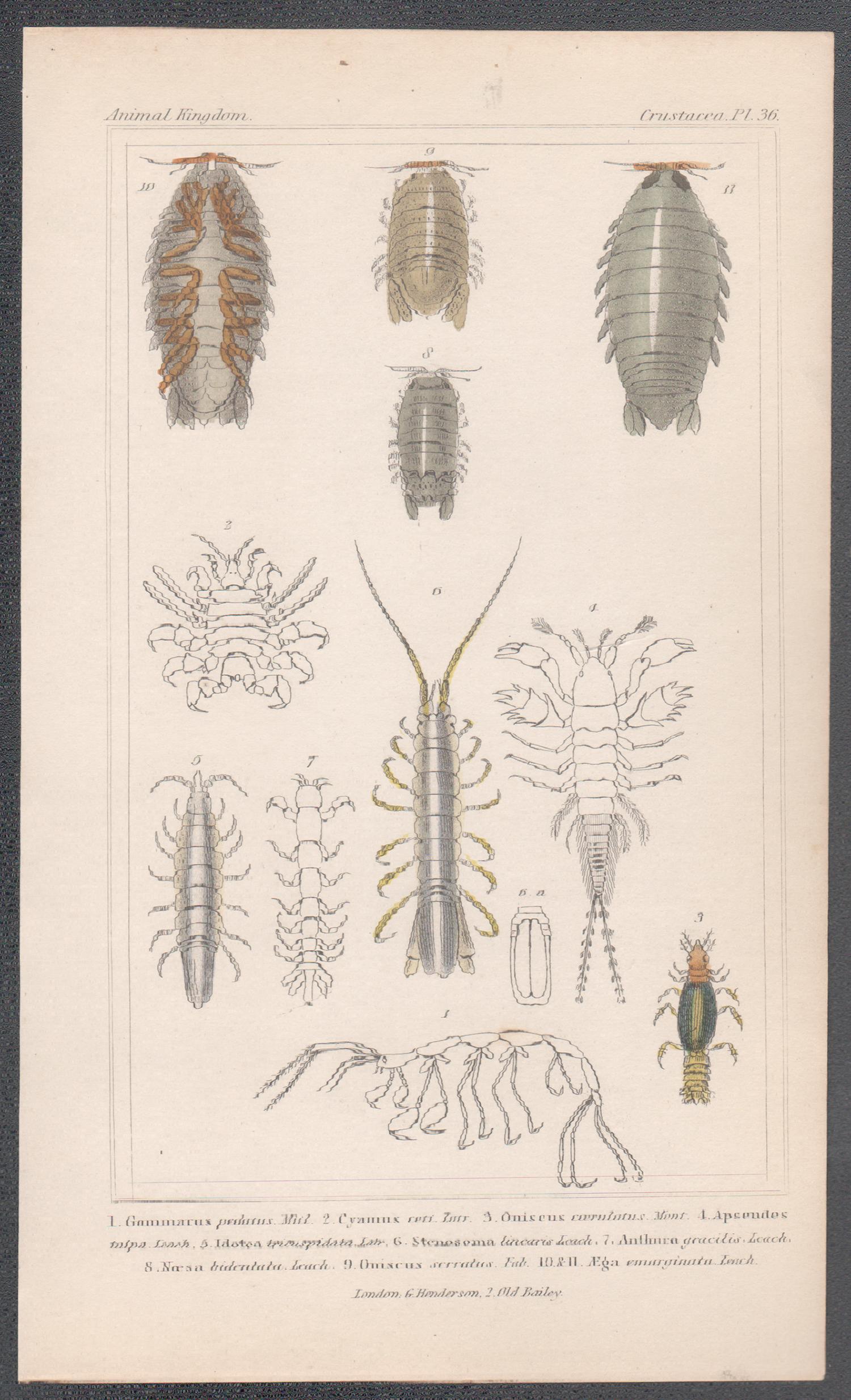 Crostacei, antica stampa inglese di storia naturale, 1837 - Print di Unknown