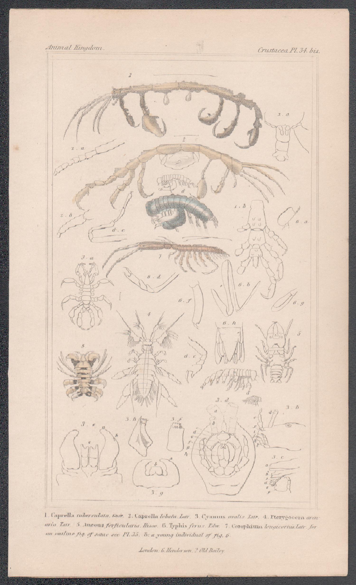 Crostacei, antica stampa inglese di storia naturale, 1837 - Print di Unknown