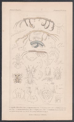 Crustáceos, antiguo grabado inglés de historia natural, 1837