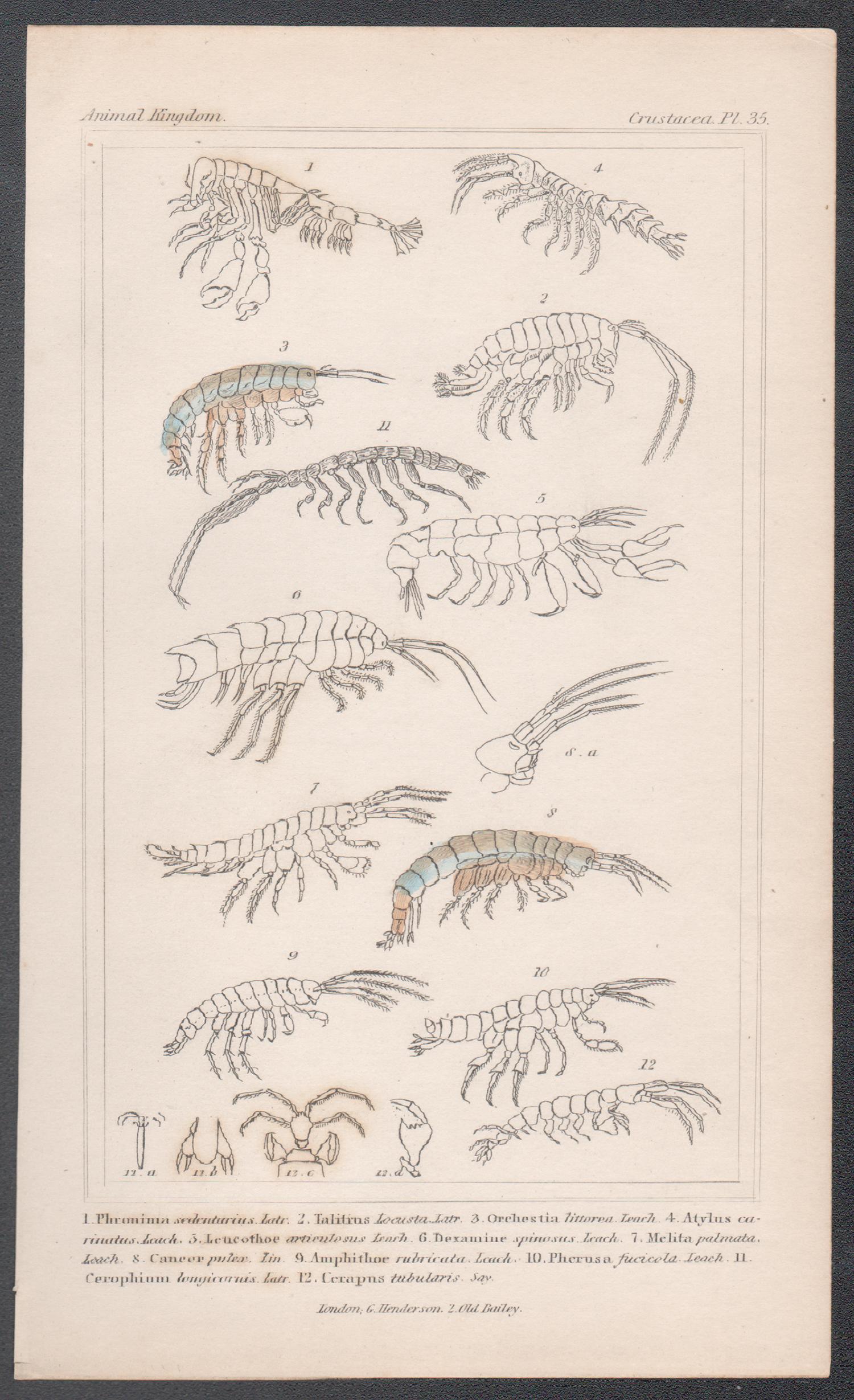 Crustaceans, antique English natural history engraving print, 1837 - Print by Unknown