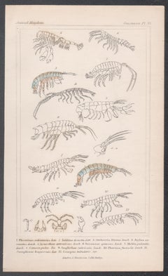 Crustaceans, antique English natural history engraving print, 1837