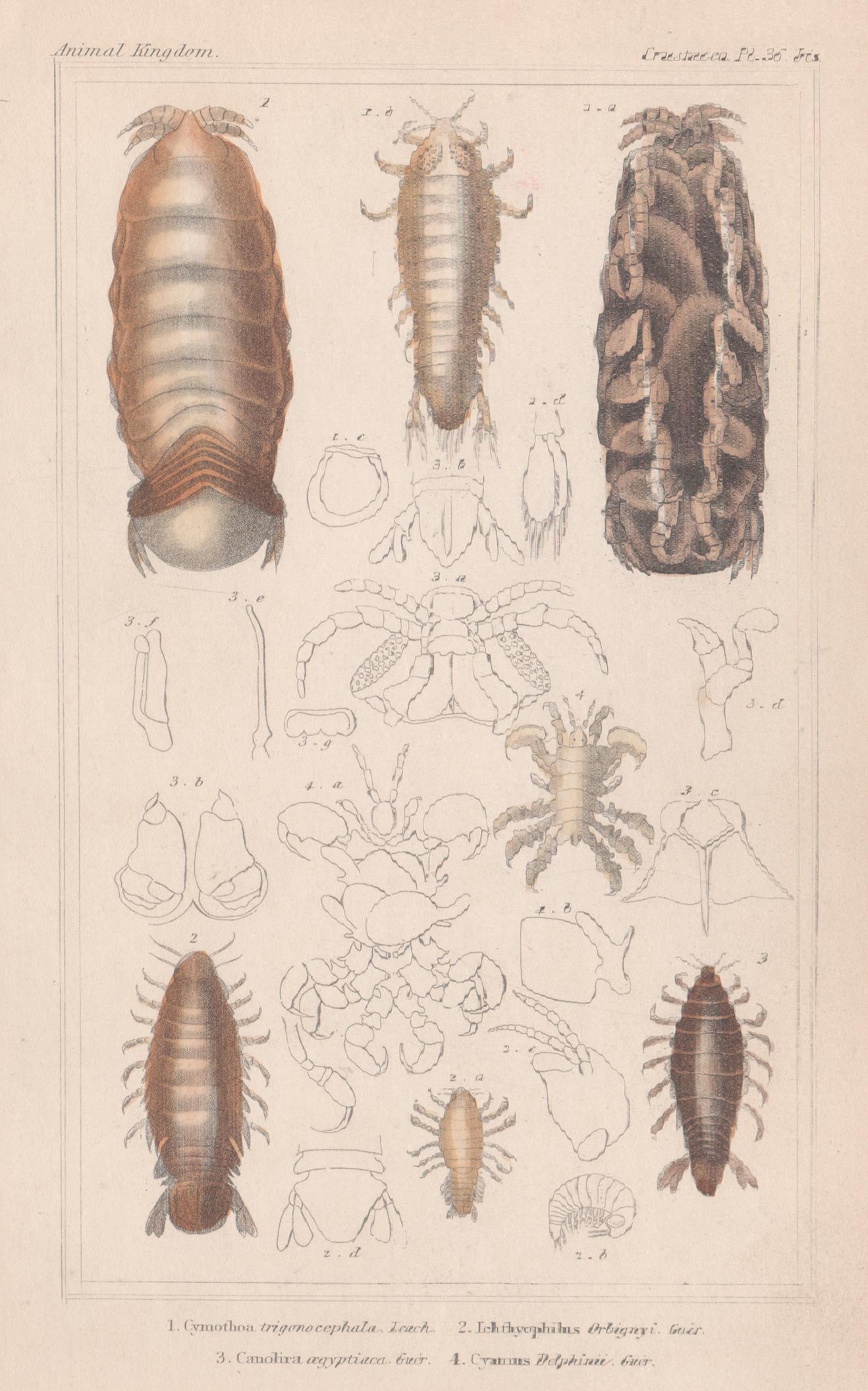 Unknown Animal Print - Crustaceans, antique English natural history engraving print, 1837