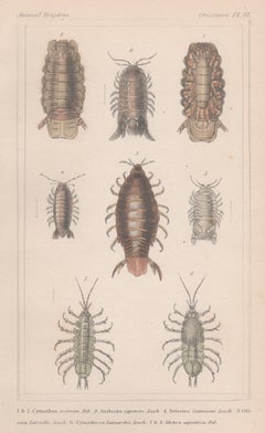 Crustaceans, antique English natural history engraving print, 1837