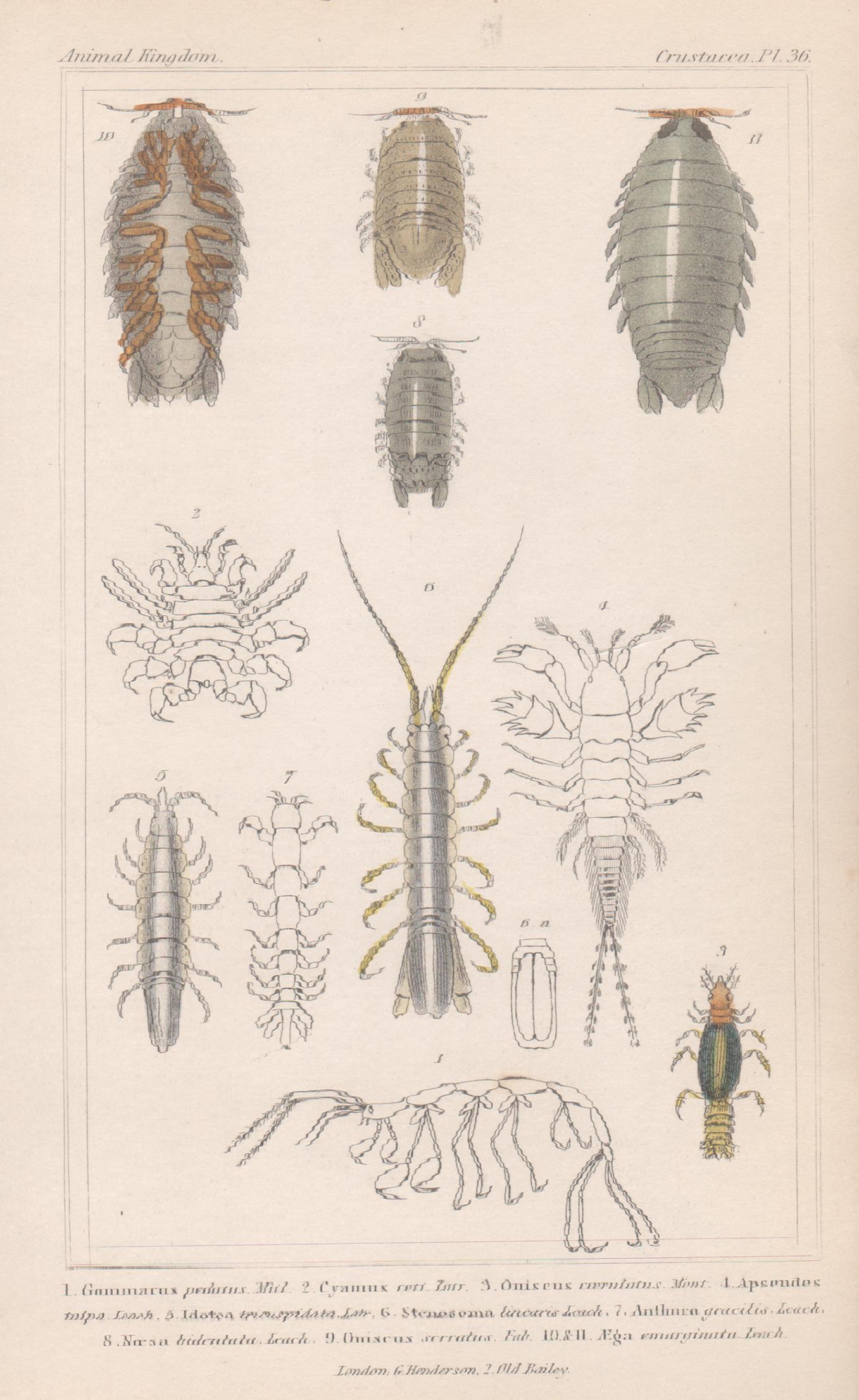 Unknown Animal Print – Crustaceans, antiker englischer Gravurdruck aus der Naturgeschichte, 1837
