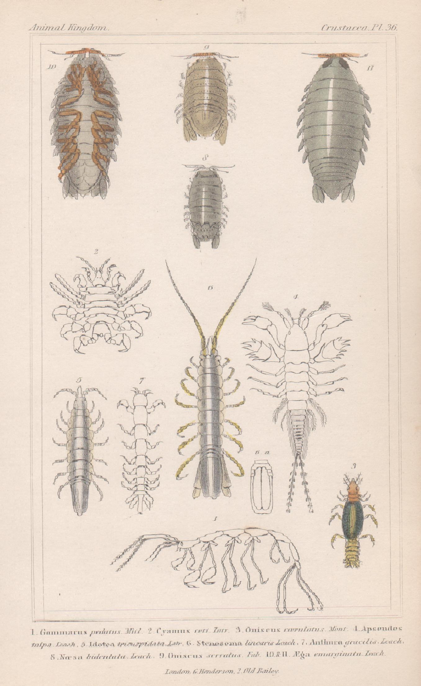 Animal Print di Unknown - Crostacei, antica stampa inglese di storia naturale, 1837