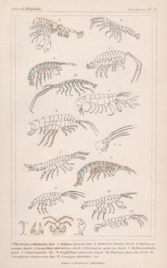 Crustaceans, Antique English natural history engraving print, 1837