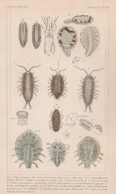 Crustaceans - bopyrus, antique English natural history engraving print, 1837