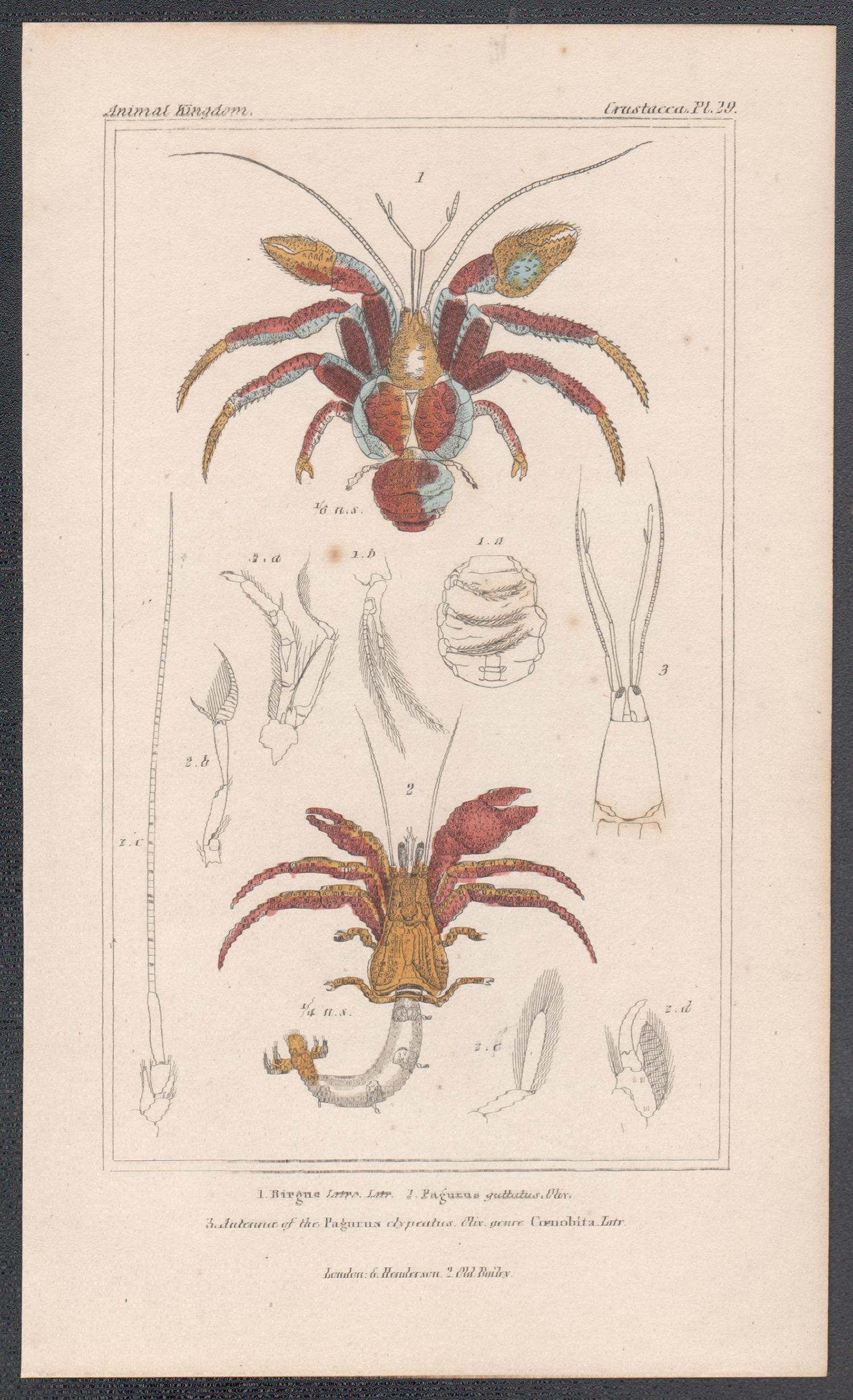 Crustaceans - Coconut and hermit crabs, natural history engraving print, 1837 - Print by Unknown