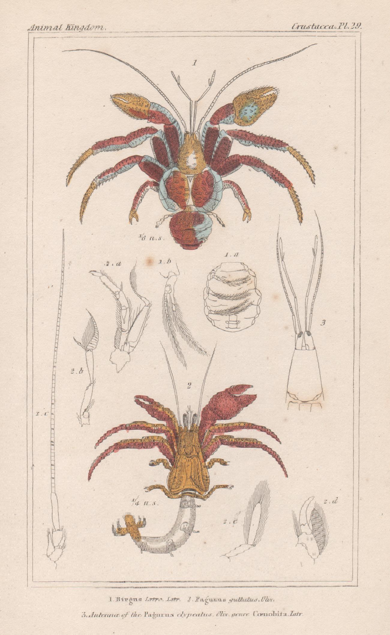 Unknown Animal Print - Crustaceans - Coconut and hermit crabs, natural history engraving print, 1837