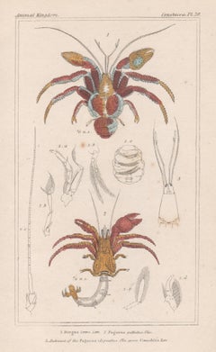 Antique Crustaceans - Coconut and hermit crabs, natural history engraving print, 1837