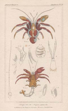 Gravurdruck aus Kokosnussholz und Einsiedlerkreuzen, Naturgeschichte, 1837