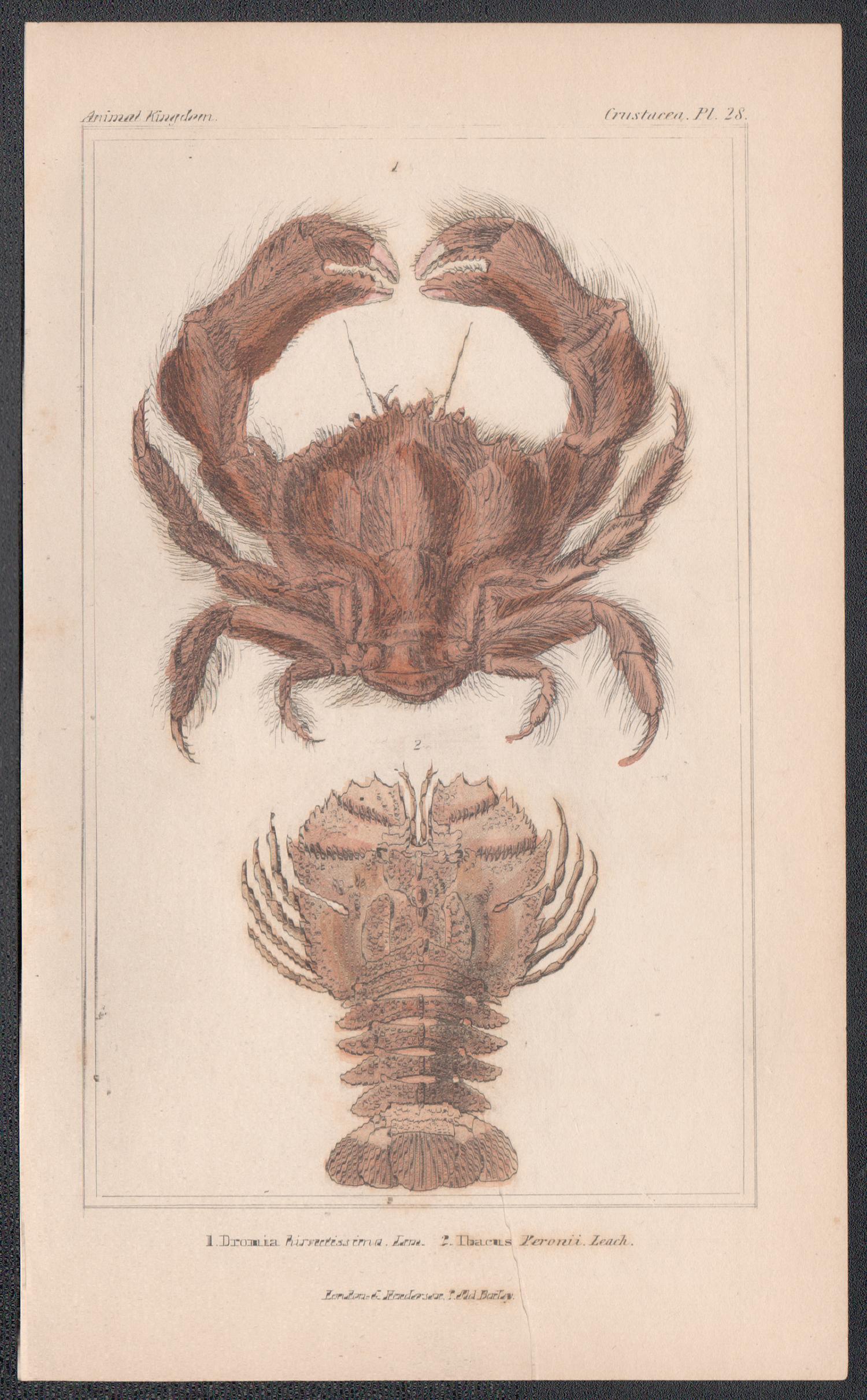 Crustaceans - Crab & Lobster, English natural history engraving print, 1837 - Print by Unknown