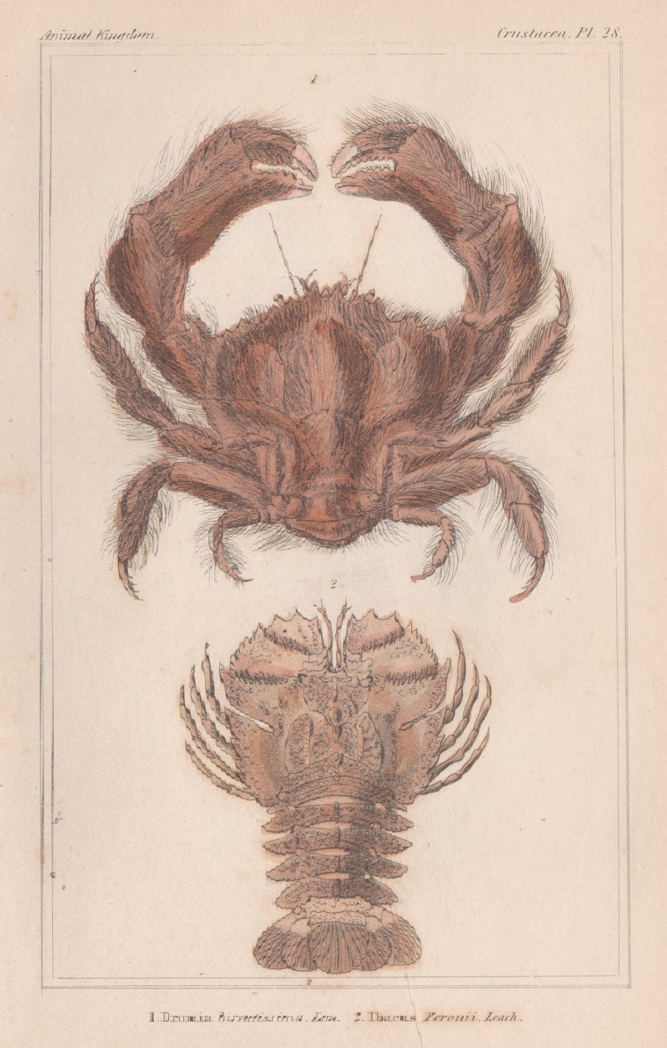 Unknown Animal Print - Crustaceans - Crab & Lobster, English natural history engraving print, 1837