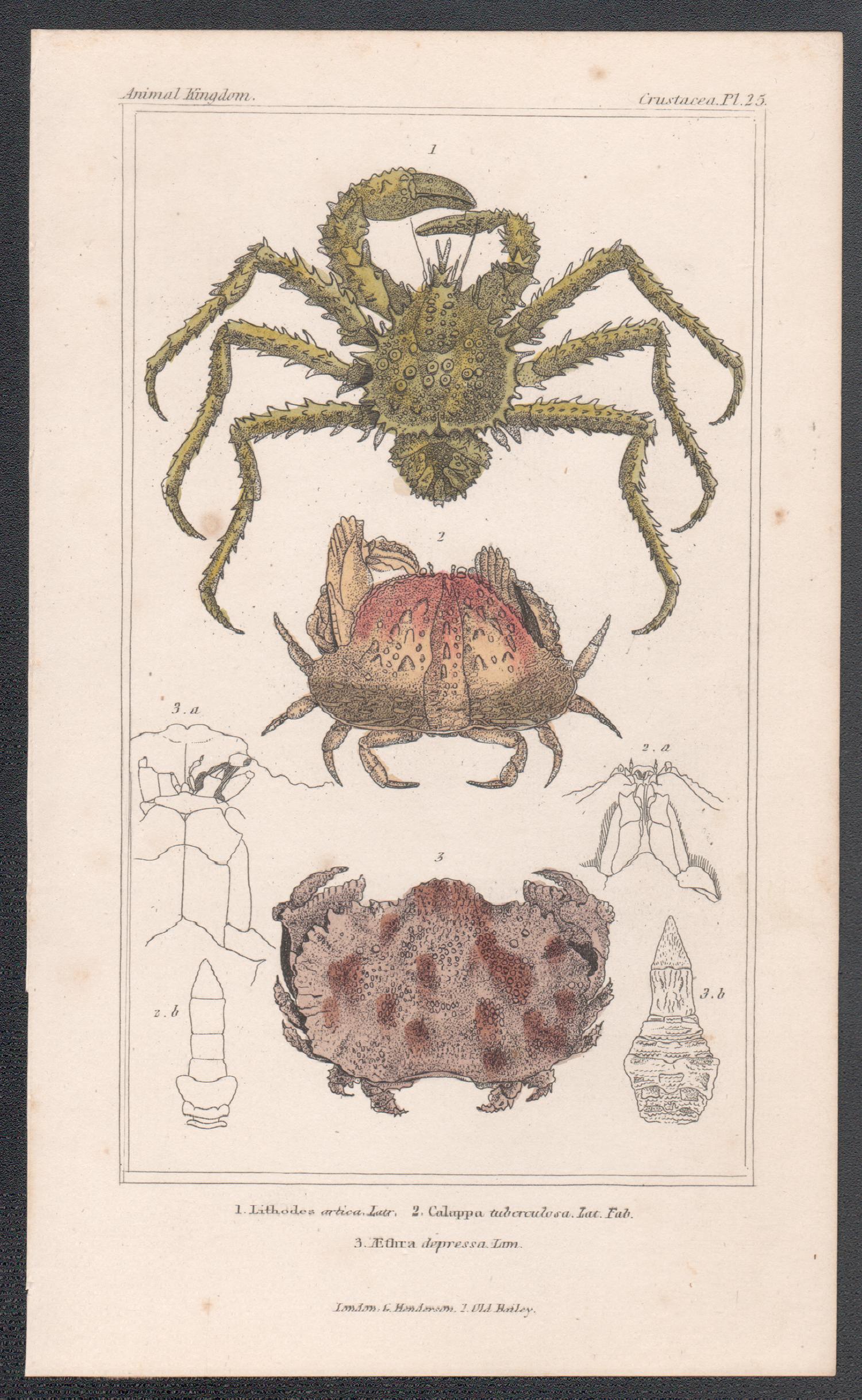 Crustaceans - crabes, gravure ancienne d'histoire naturelle anglaise, 1837 - Print de Unknown