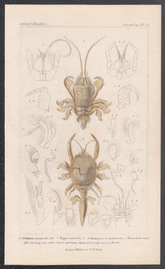 Crostacei - granchi, antica stampa inglese di storia naturale, 1837