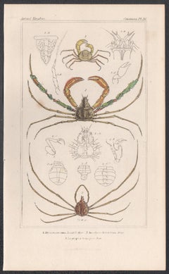 Crustáceos - cangrejos, antiguo grabado inglés de historia natural, 1837