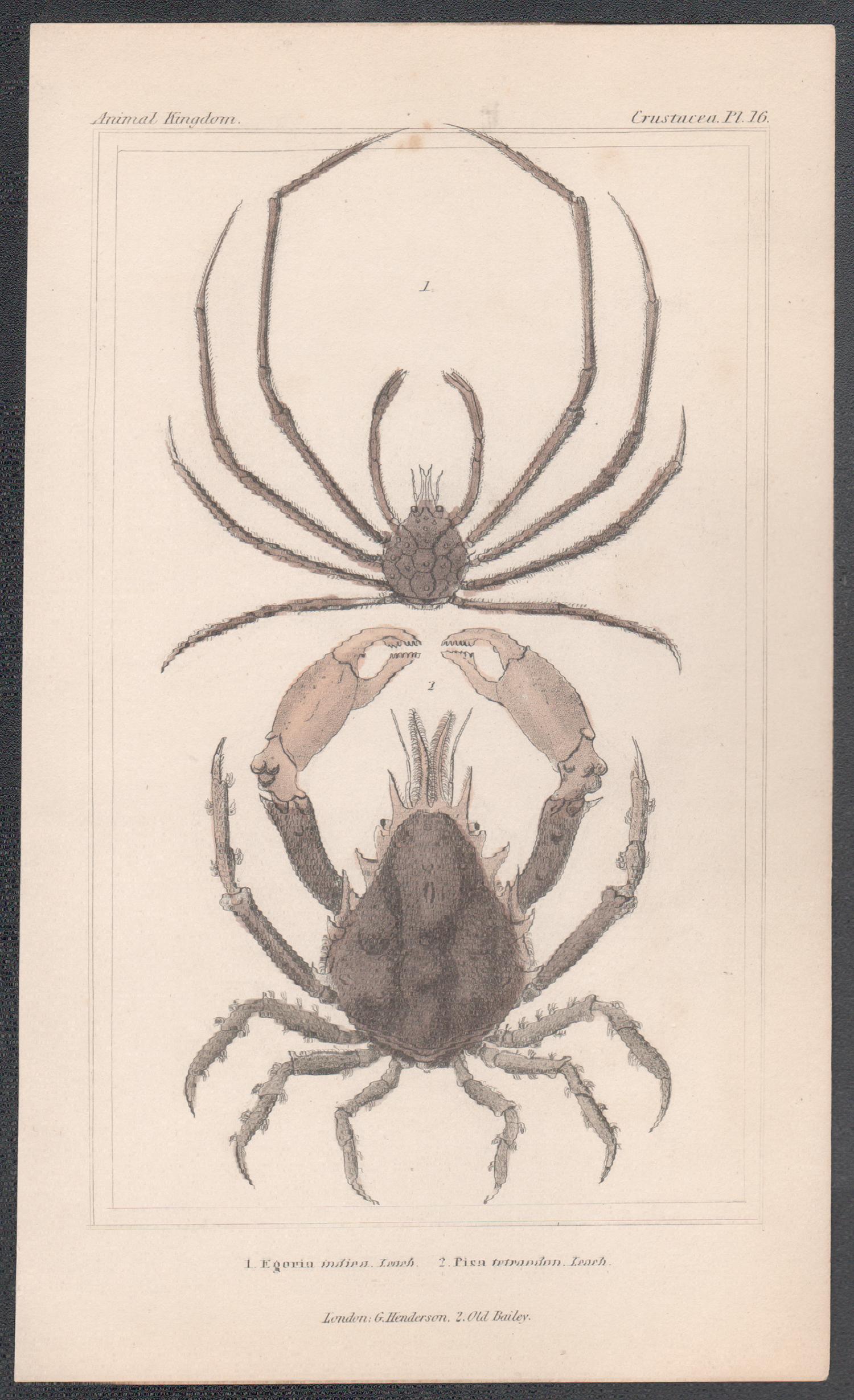 Crustaceans - crabs, antique English natural history engraving print, 1837 - Print by Unknown