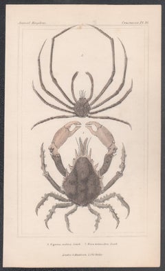 Crustaceans - crabes, gravure ancienne d'histoire naturelle anglaise, 1837