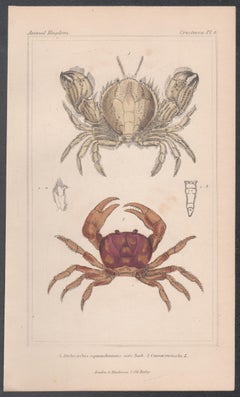 Crustaceans - crabs, antique English natural history engraving print, 1837