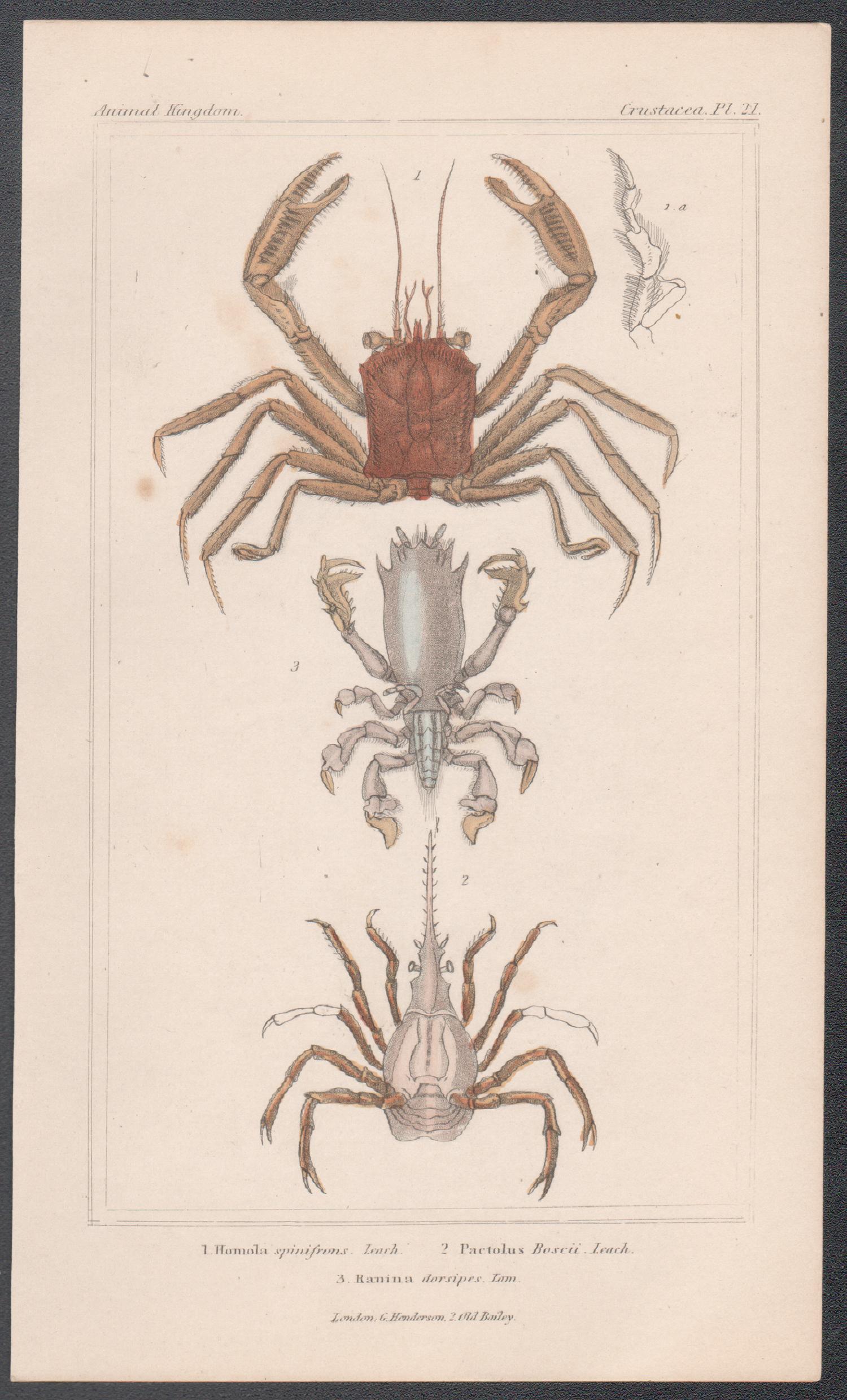 Crostacei - granchi, antica stampa inglese di storia naturale, 1837 - Print di Unknown