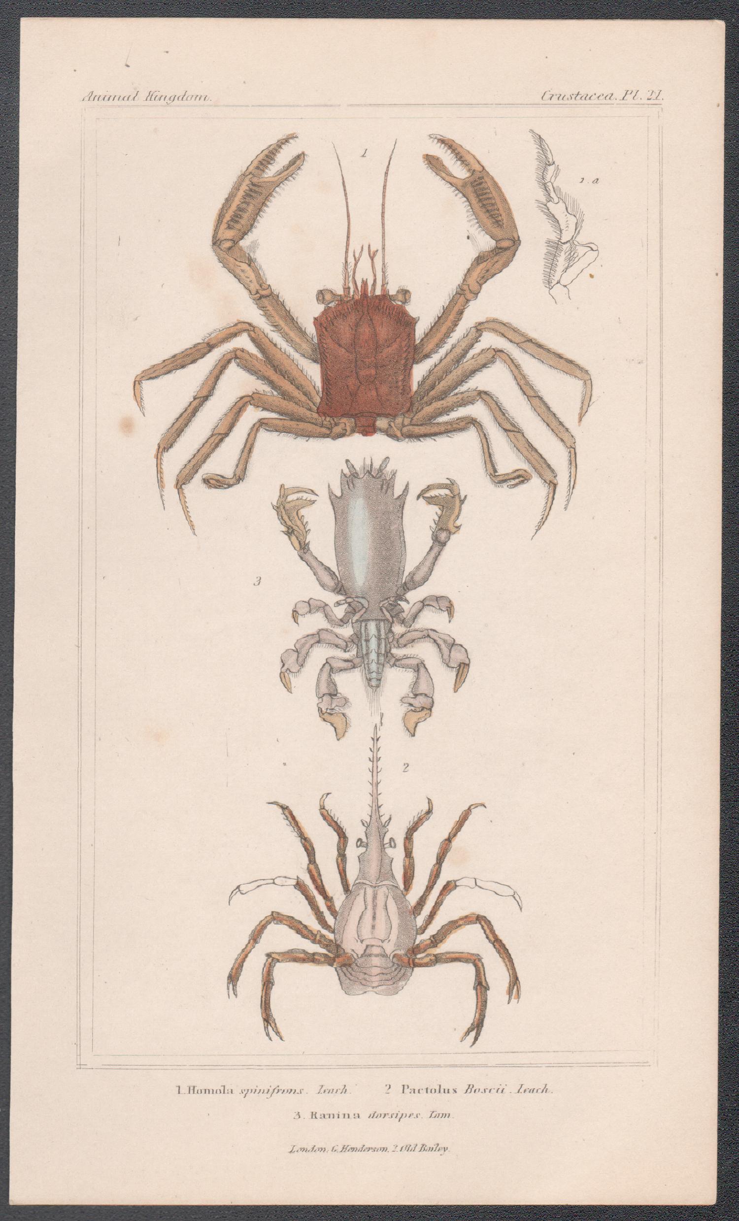 Crustaceans - crabs, antique English natural history engraving print, 1837 - Print by Unknown