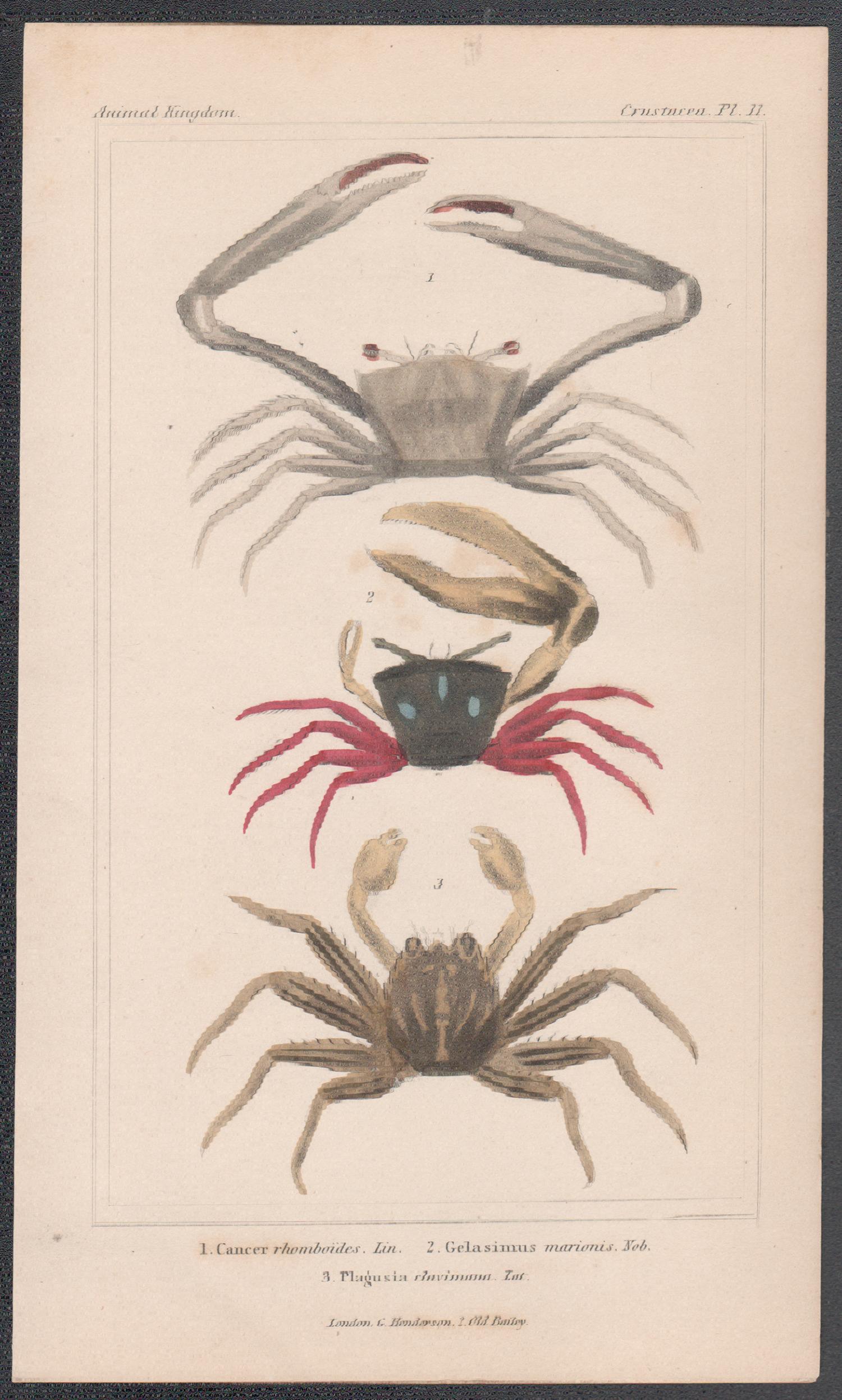 Crustaceans - crabs, antique English natural history engraving print, 1837 - Print by Unknown