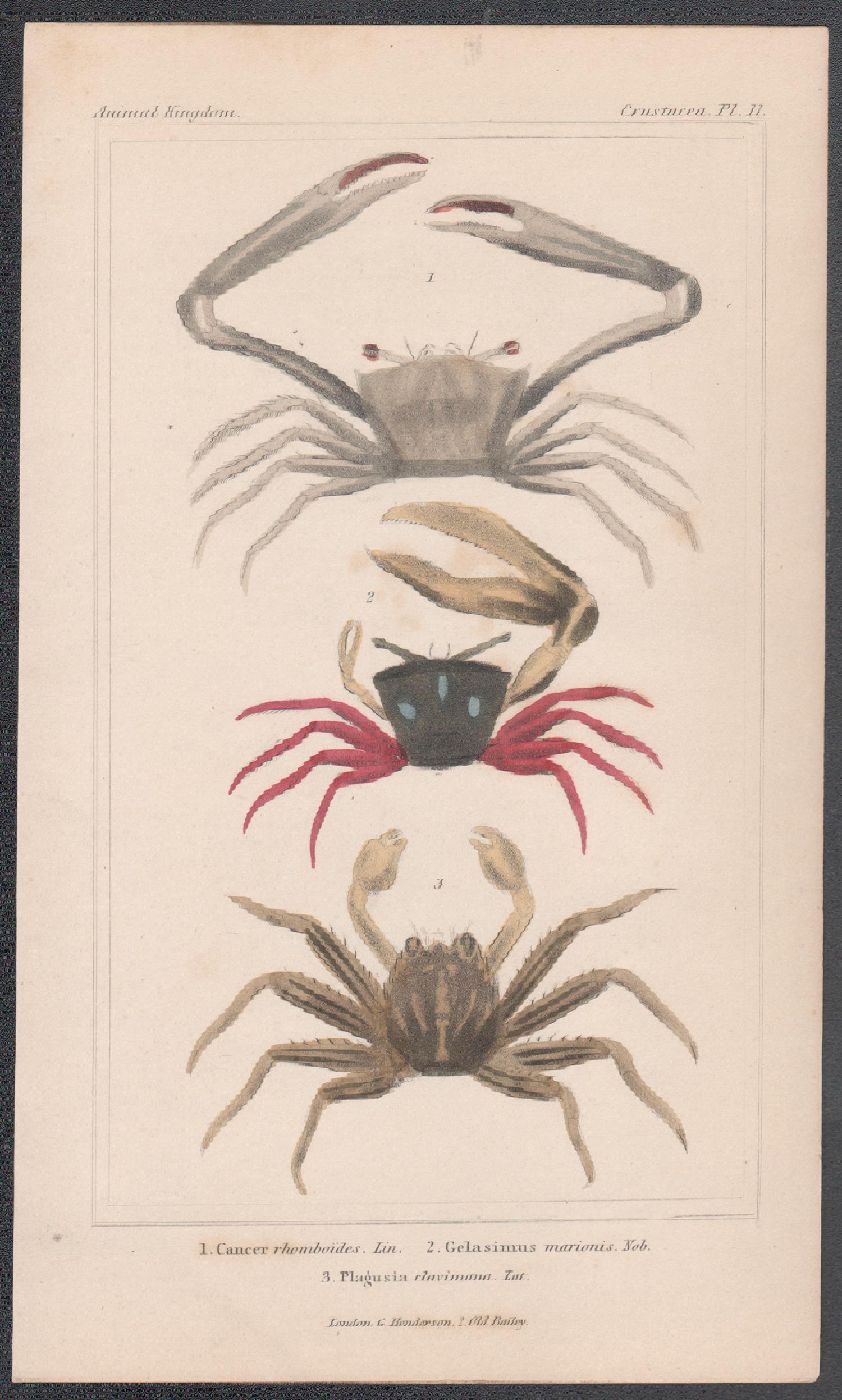 Crostacei - granchi, antica stampa inglese di storia naturale, 1837 - Print di Unknown