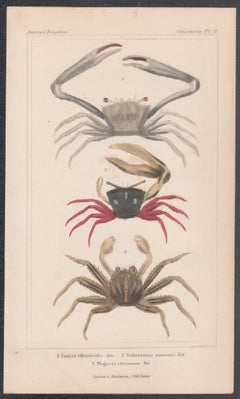 Crustaceans - crabs, antique English natural history engraving print, 1837