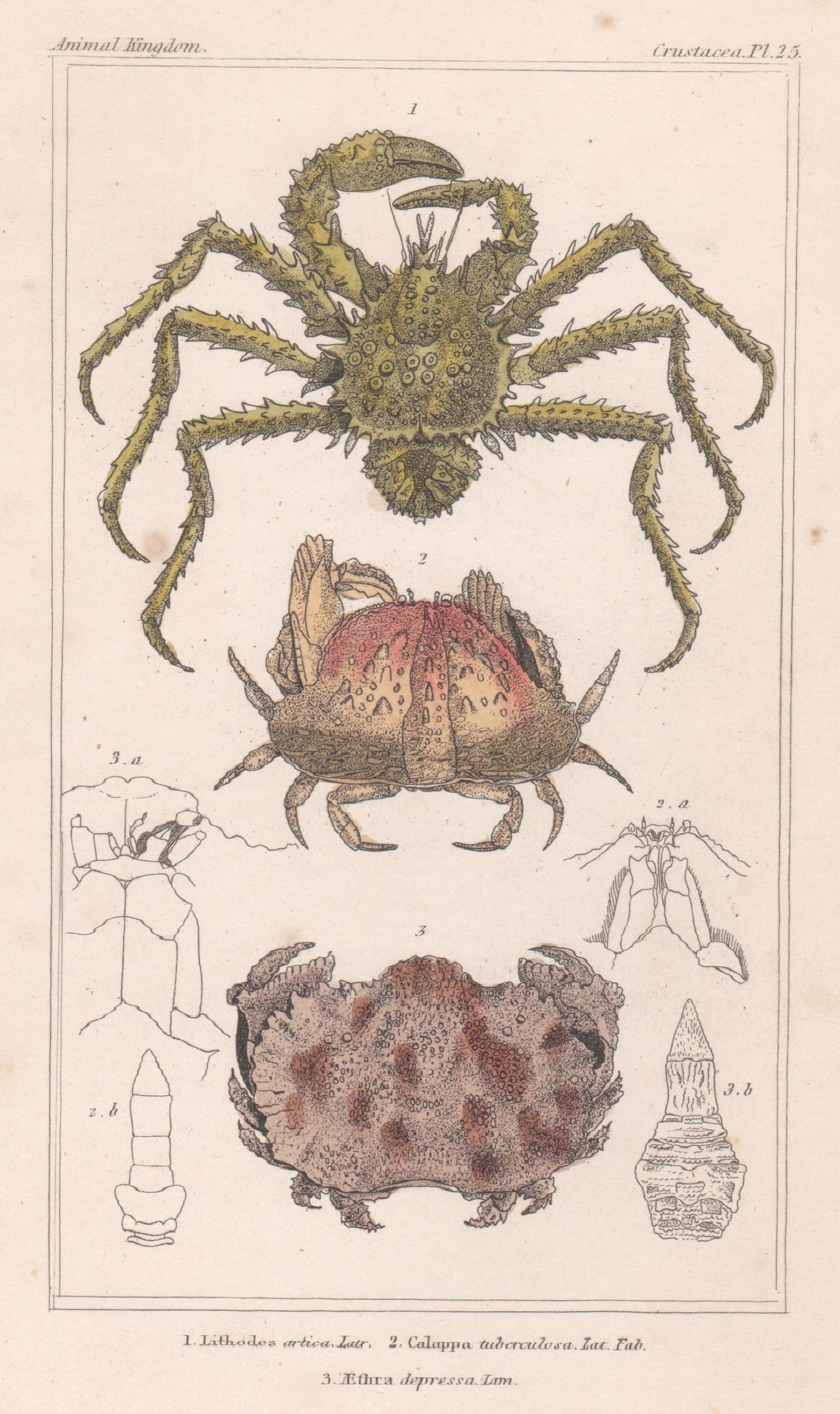 Crustaceans - crabs, antique English natural history engraving print, 1837