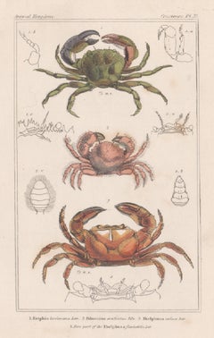 Crustaceans - crabs, antique English natural history engraving print, 1837