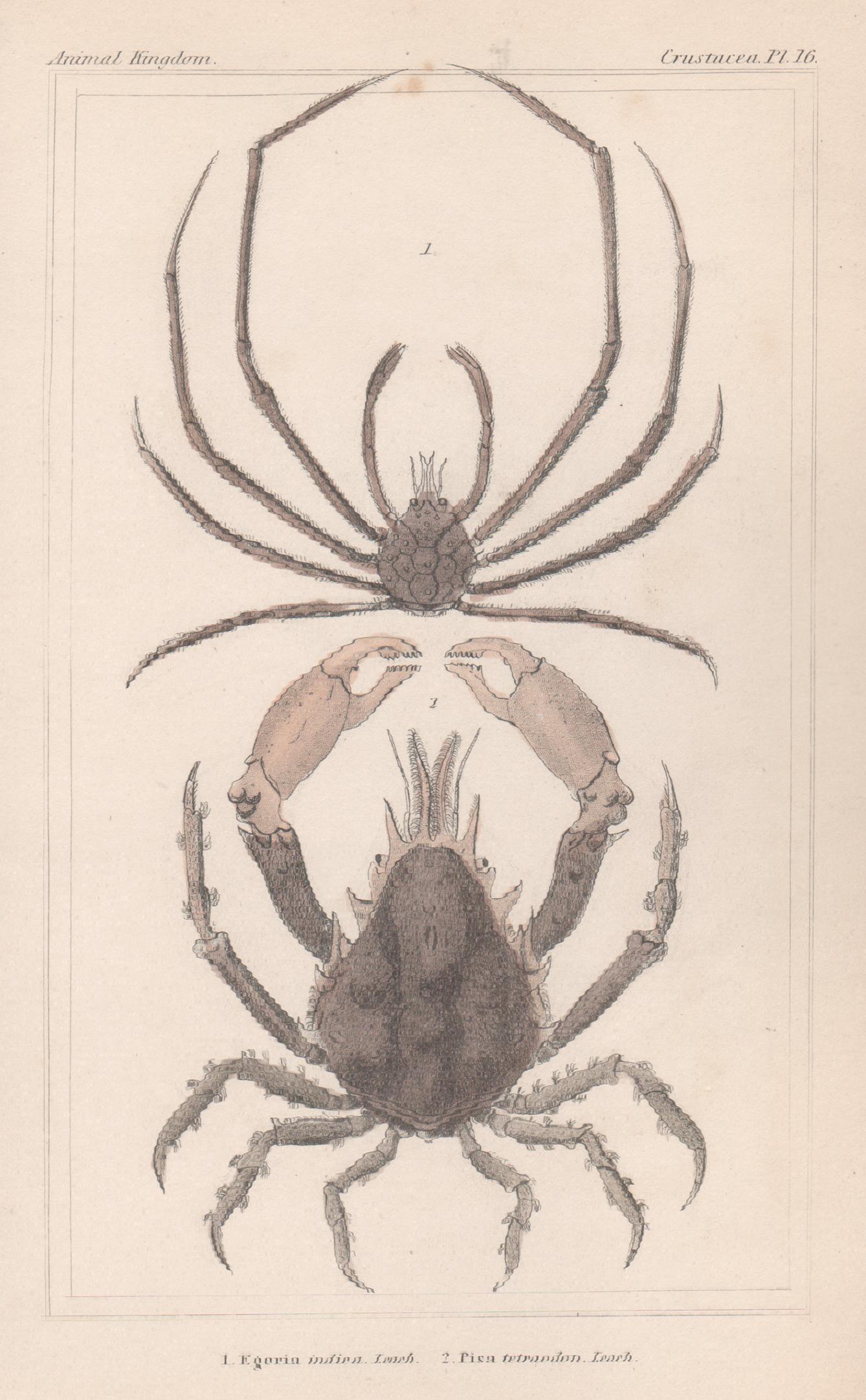 Unknown Animal Print - Crustaceans - crabs, antique English natural history engraving print, 1837