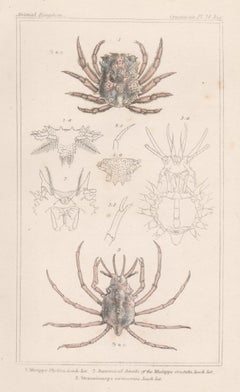 Crustaceans - crabes, gravure ancienne d'histoire naturelle anglaise, 1837