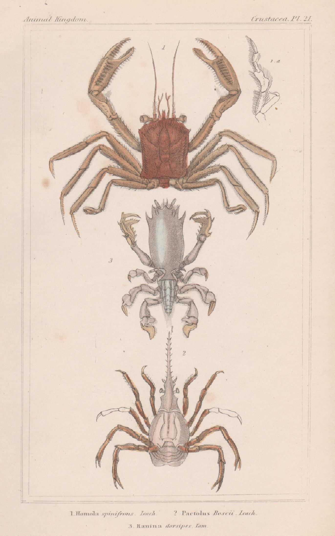 Unknown Animal Print - Crustaceans - crabs, antique English natural history engraving print, 1837