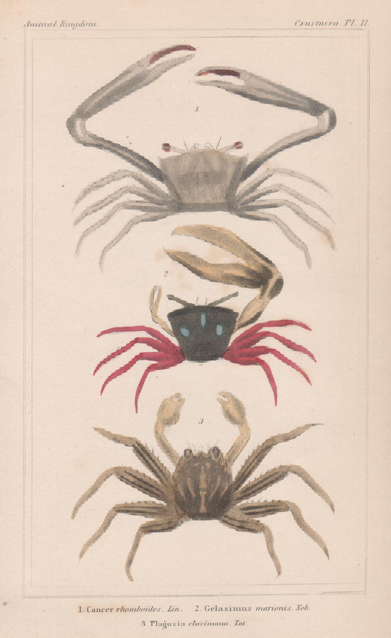 Animal Print di Unknown - Crostacei - granchi, antica stampa inglese di storia naturale, 1837