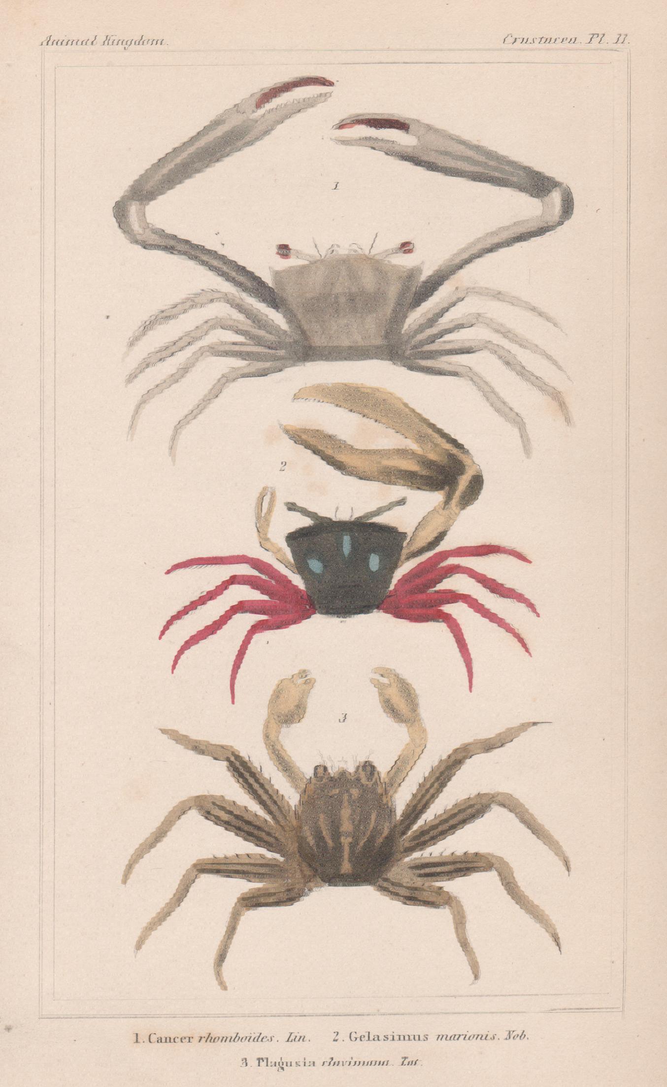 Unknown Animal Print - Crustaceans - crabs, antique English natural history engraving print, 1837