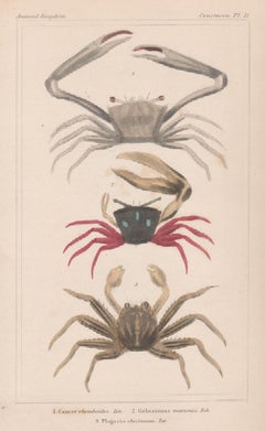 Crustaceans - crabs, Antique English natural history engraving print, 1837
