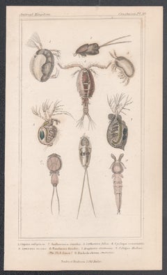 Crustáceos - cíclopes, etc., antiguo grabado inglés de historia natural, 1837