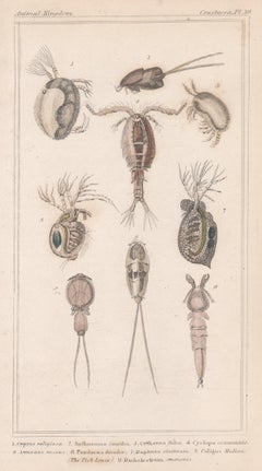 Crustaceans - cyclops etc, Antique English natural history engraving print, 1837