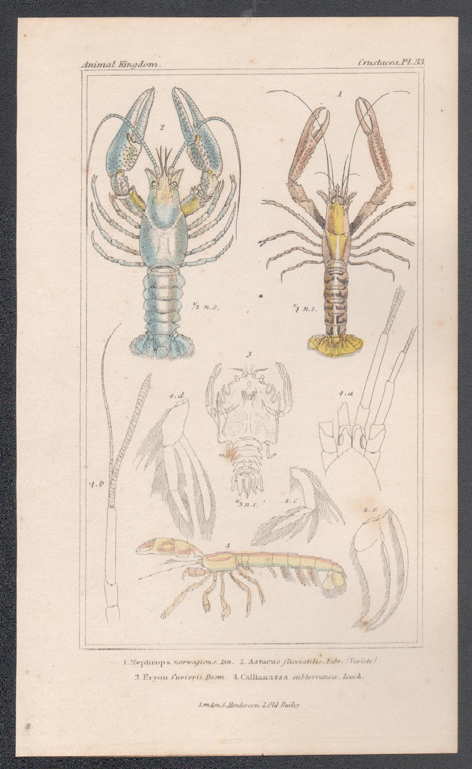 Crustaceans – Hummer, antiker englischer Gravurdruck der Naturgeschichte, 1837 – Print von Unknown