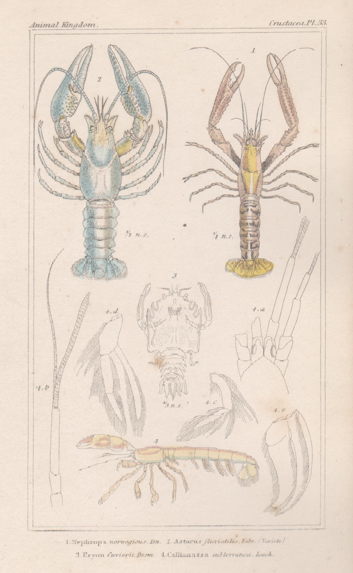 Unknown Animal Print - Crustaceans - lobsters, antique English natural history engraving print, 1837