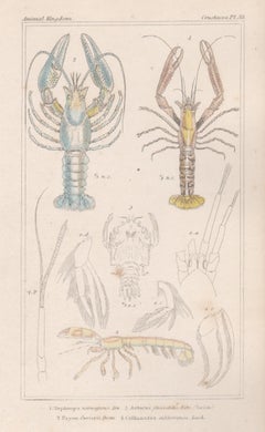 Crustaceans - lobsters, Antique English natural history engraving print, 1837