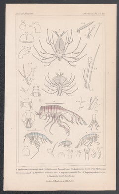 Crostacei - gamberi, antica stampa inglese di storia naturale, 1837