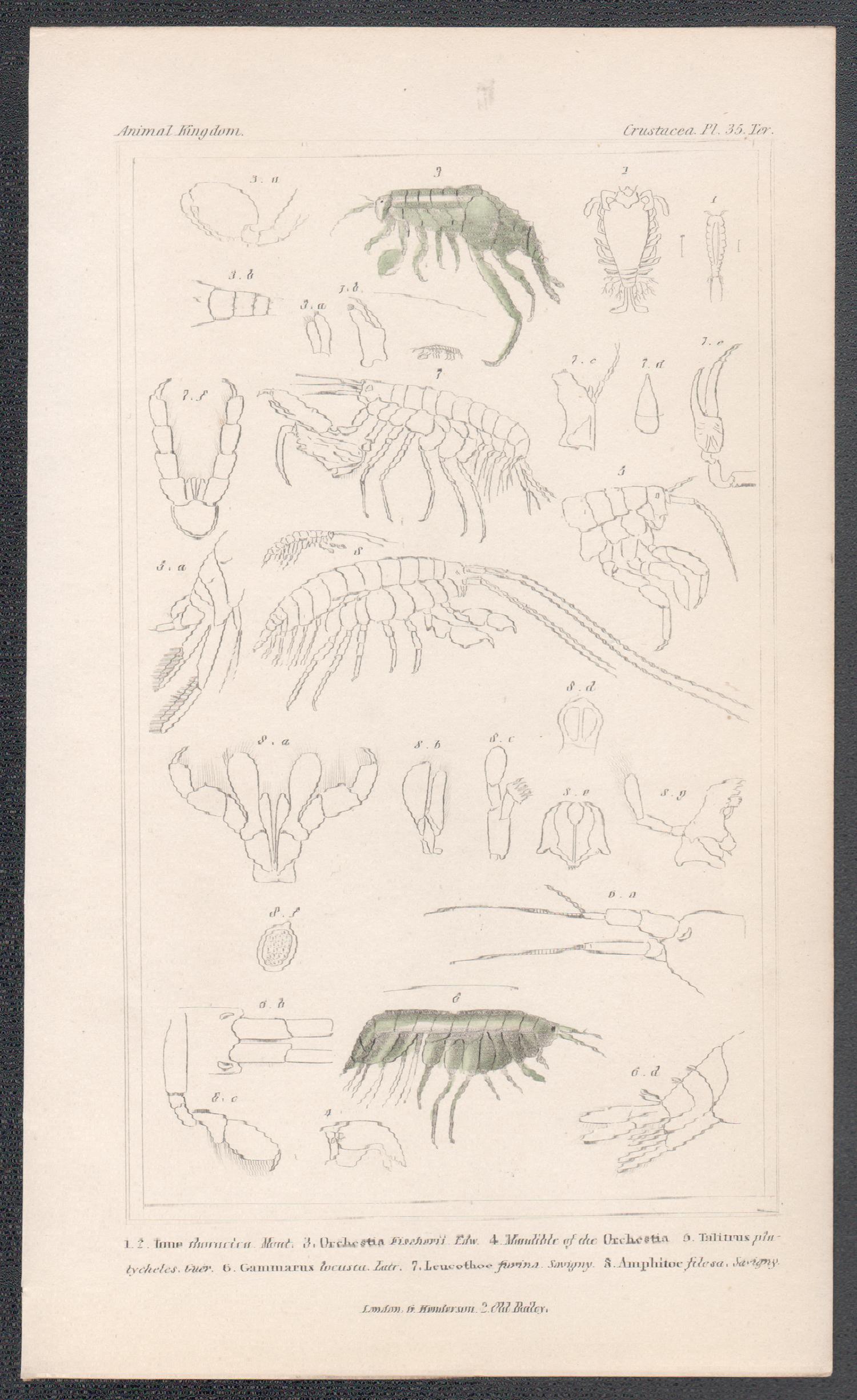 Crustaceans - shrimps, gravure ancienne d'histoire naturelle anglaise, 1837 - Print de Unknown