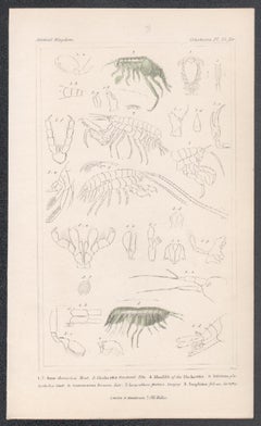 Crustaceans – Schlangen, antiker englischer Gravurdruck der Naturgeschichte, 1837