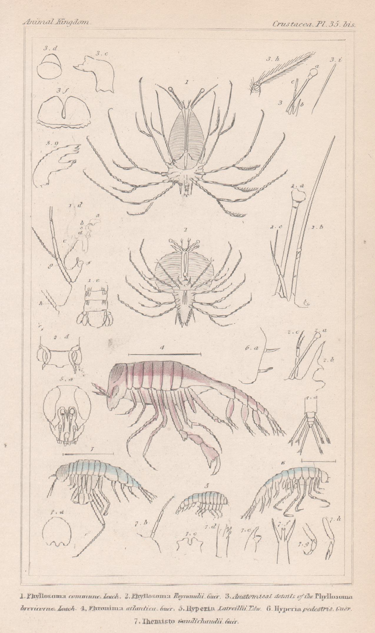 Unknown Animal Print - Crustaceans - shrimps, antique English natural history engraving print, 1837