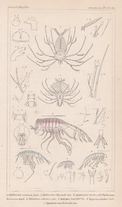 Crustaceans - shrimps, Antique English natural history engraving print, 1837