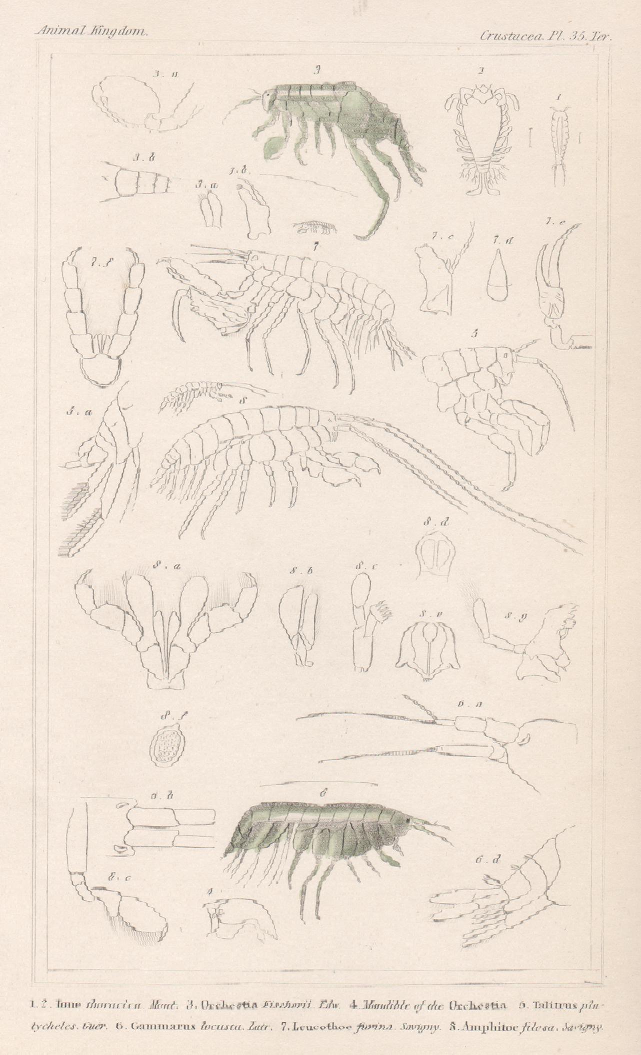 Unknown Animal Print - Crustaceans - shrimps, antique English natural history engraving print, 1837