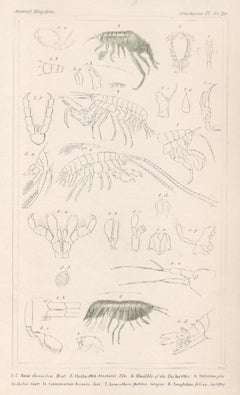 Crustaceans - shrimps, antique English natural history engraving print, 1837