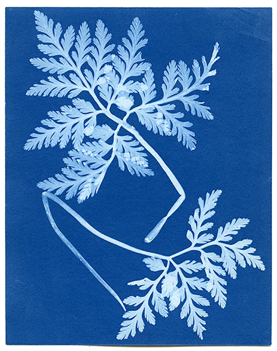 Unknown Still-Life Print - Cyanotype Fern - 1