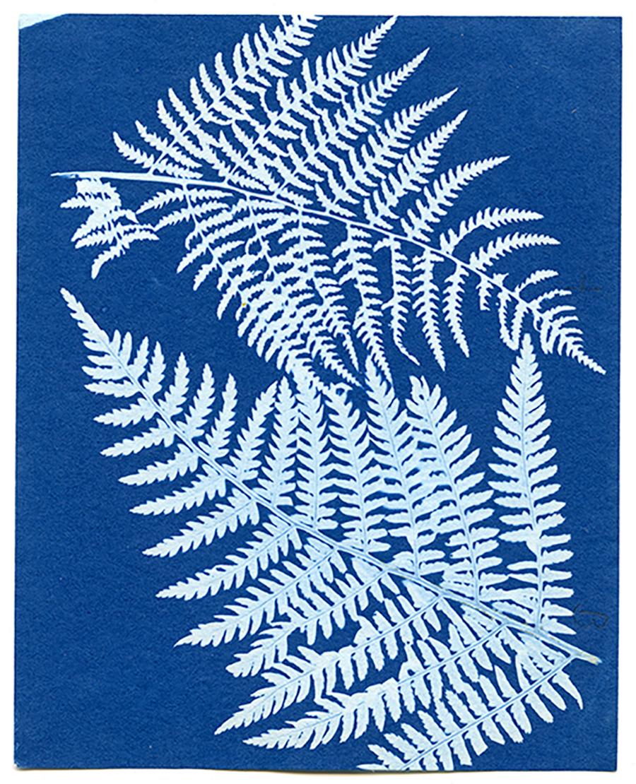 Unknown Abstract Print - Cyanotype Fern - 10